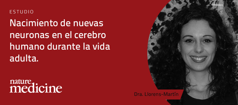 Nacimiento de nuevas neuronas en el cerebro humano durante la vida adulta